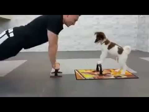 بالفيديو كلب صغير يؤدي تمارين رياضية برفقة صديقه