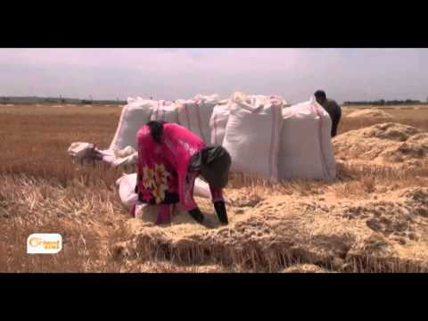 مريم فتاة من ريف حماة تمتهن تعبئة التبن