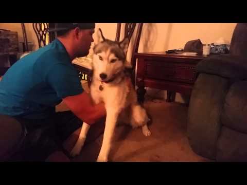 بالفيديو رد فعل كلب تناول وجبة مليئة بـالحشيش
