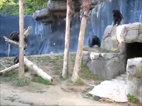 مشاجرة بين قرود في حديقة الحيوان