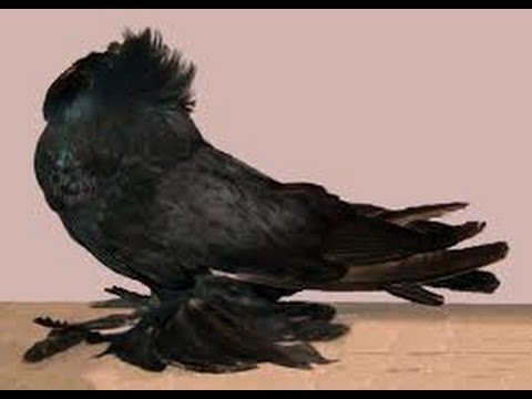 تفسير رؤية الحمامة السوداء في الحلم