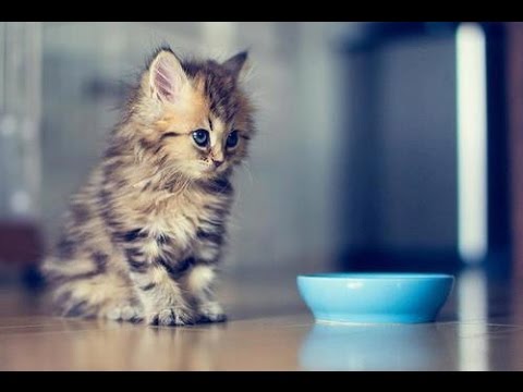 تفسير إطعام القطط في الحلم