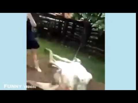 بالفيديو حيوانات تطارد أشخاصًا بطريقة عنيفة