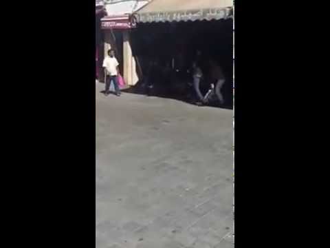 فيديو قط مغربي يهاجم كلبًا برفقة سائحة في طنجة