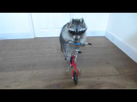 بالفيديو ميلاني راكون موهوب يقود دراجة وسكوتر