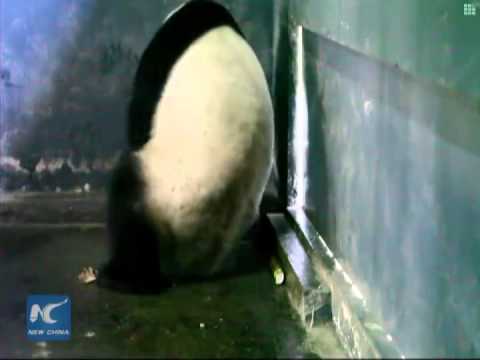 لحظة ولادة الباندا العملاقة لتوأمين في الصين
