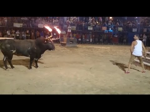 ثور بقرون مشتعلة ينطح شابًا