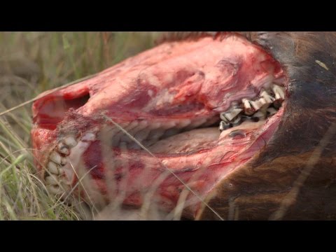 أكثر خمس نظريات غموضًا في العالم كله