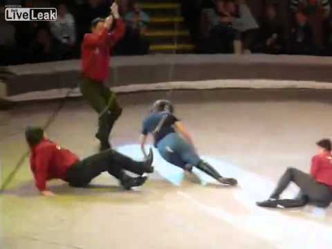 موقف محرج لفتاة أثناء محاولة ركوب جمل