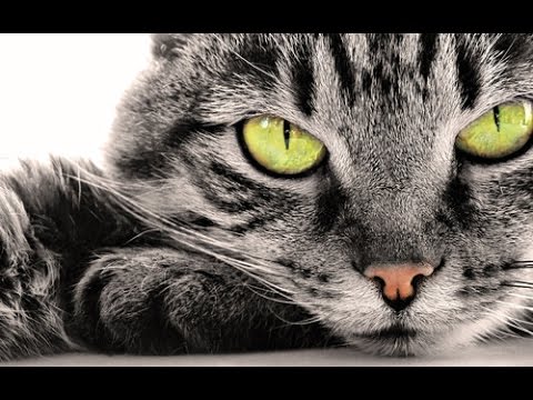 تفسير رؤية القطة في المنام