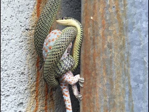 معركة طاحنة بين ثعبان وبرص