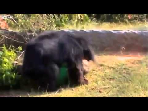 بالفيديو دب عملاق يأكل رأس أحد المغامرين