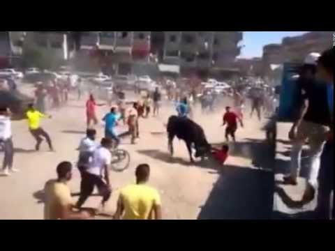 عجل هائج يتسبب في أزمة كبيرة داخل بور سعيد