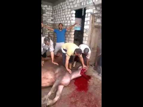 شوقي السعيد جزار في العيد