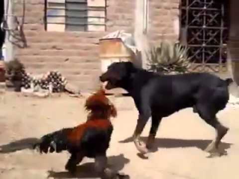 قتال شوارع بين ديك رومي وكلب أسود