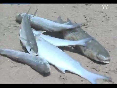 نفوق الأسماك على شاطئ المحمديَّة