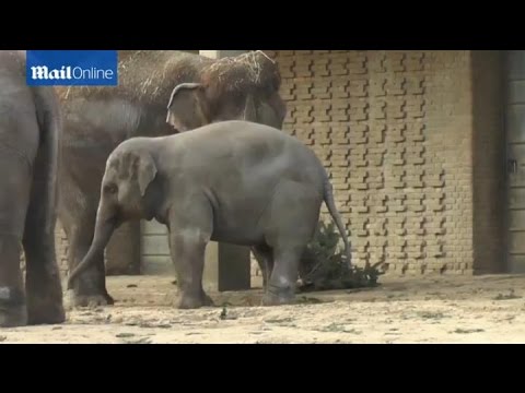 فيل صغير يلتهم شجرة الـ