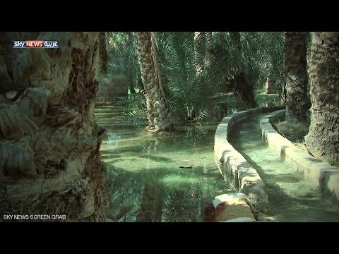 جولة في مدينة الواحات في الإمارات