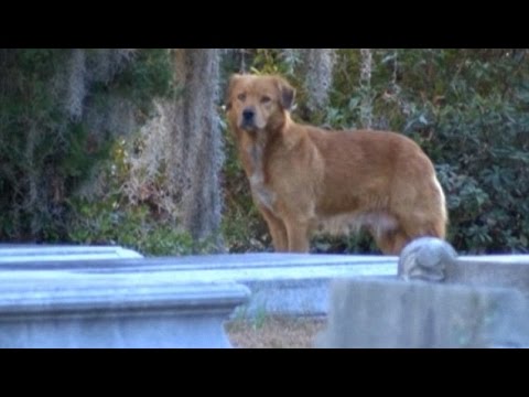 كلبة حزينة ترفض مغادرة قبر جروها لأيام