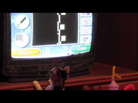 قطة تحاول اصطياد ماوس من شاشة تلفاز