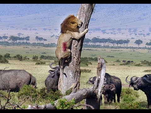 أقوى 5 معارك حية للحيوانات داخل الغابات