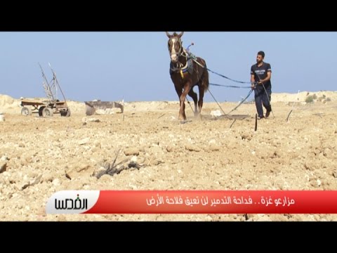 أراضي غزة الزراعيَّة تواجه عمليات التدمير