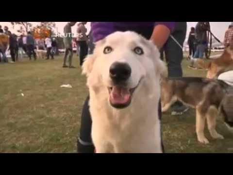 مسابقة لأجمل كلب في مصر