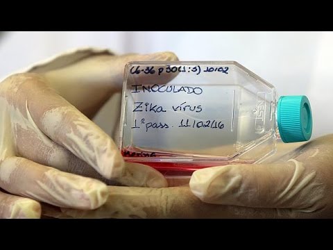 باحثون يكتشفون ارتباط فيروس زيكا بتشوهات الأجنة
