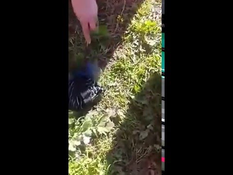 العثور على سحر