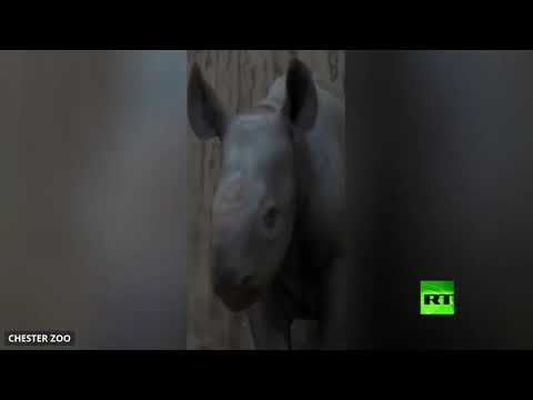 شاهدلحظة ولادة وحيد قرن أسود نادر في حديقة بريطانية